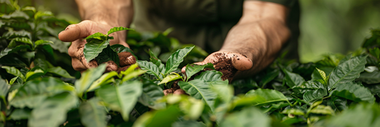 Eco-friendly coffee practices: sustainable farming, packaging, and waste reduction in the coffee industry.