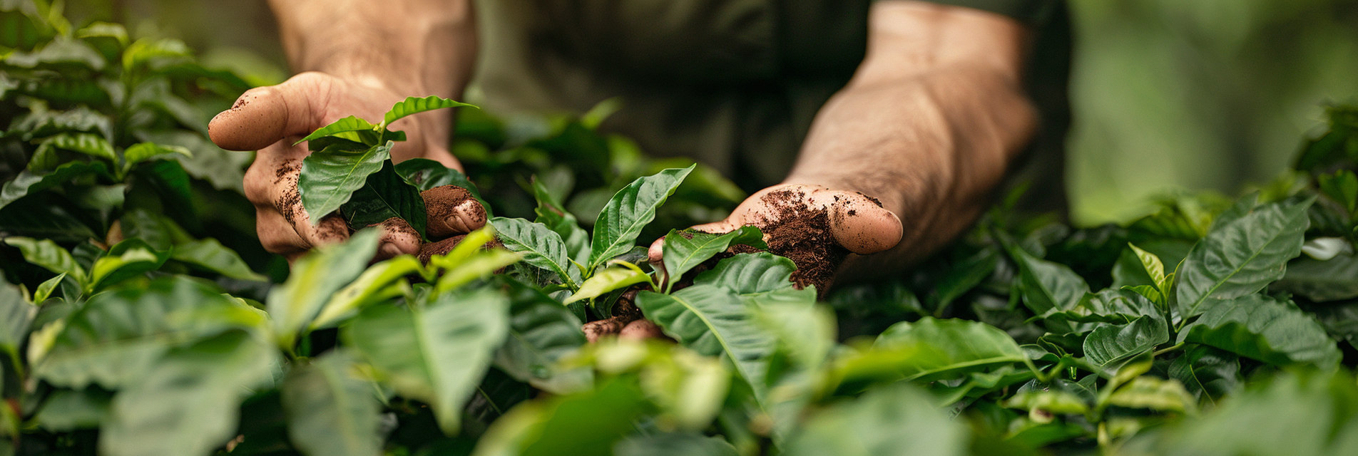 Coffee Farm Science Eco-friendly coffee practices: sustainable farming, packaging, and was ...